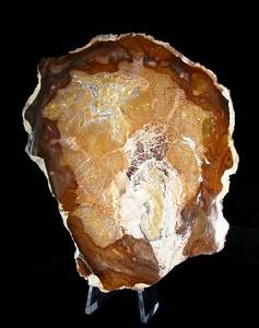 PETRIFIED WOOD (215gr/11cm)