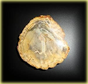 PETRIFIED WOOD(50gr/5.6cm)