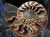 CUT AMMONITE ( 622gr/14cm)