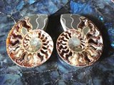 CUT AMMONITE ( 622gr/14cm)